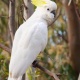 Vẹt Sulphur Crested Cockatoo