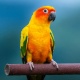 Vẹt Sun Conure