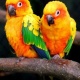 Vẹt Sun Conure Parakeet (Mặt Trời) (1 Tuổi)