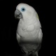 Vẹt Blue Eyed Cockatoo (Vẹt Mắt Xanh)