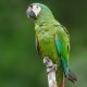 Vẹt Chestnut Macaw