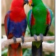 Vẹt Eclectus