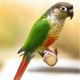 Vẹt Green Cheeked Conure