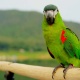 Vẹt Hahn's Macaw (Mini Macaw)