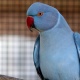 Vẹt Indian Ringneck