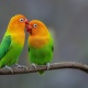 Vẹt Lovebird