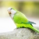 Vẹt Monk Parakeet (Quaker)