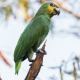 Vẹt Orange Winged Amazon