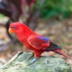 Vẹt Red Lory