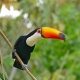 Vẹt Toco Toucan