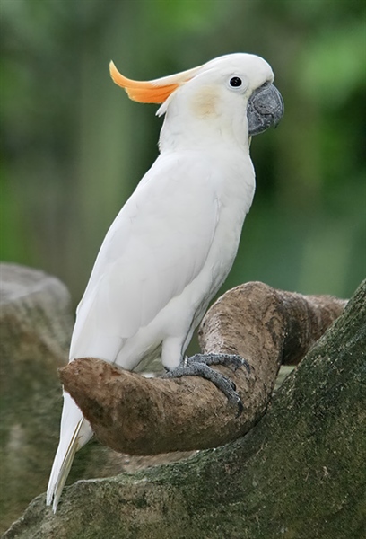 Vẹt Citron Cockatoo