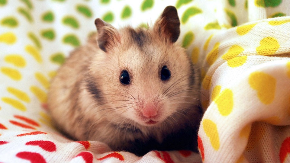 hamster