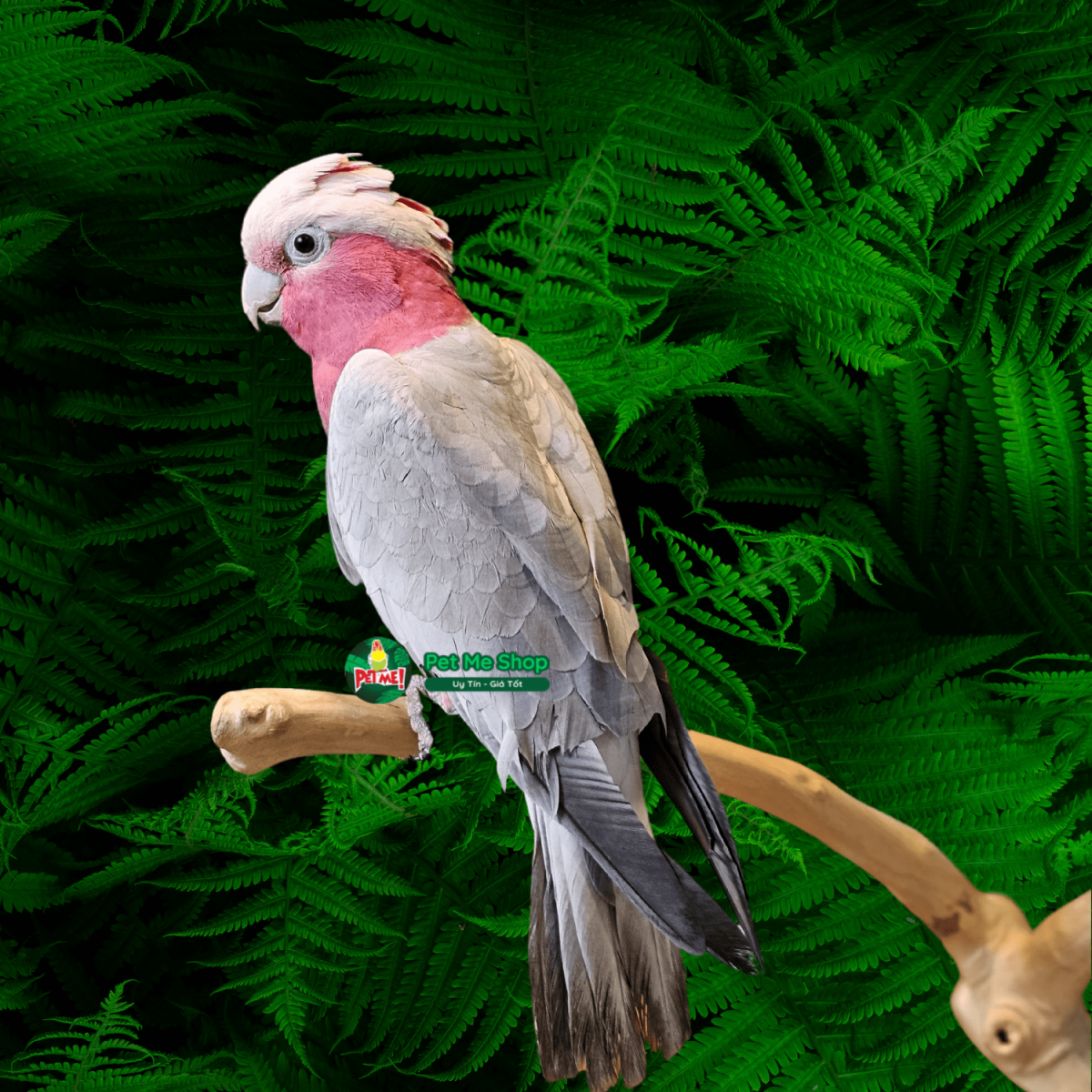 Vẹt Châu Úc Galah Cockatoo (Rose Brested)