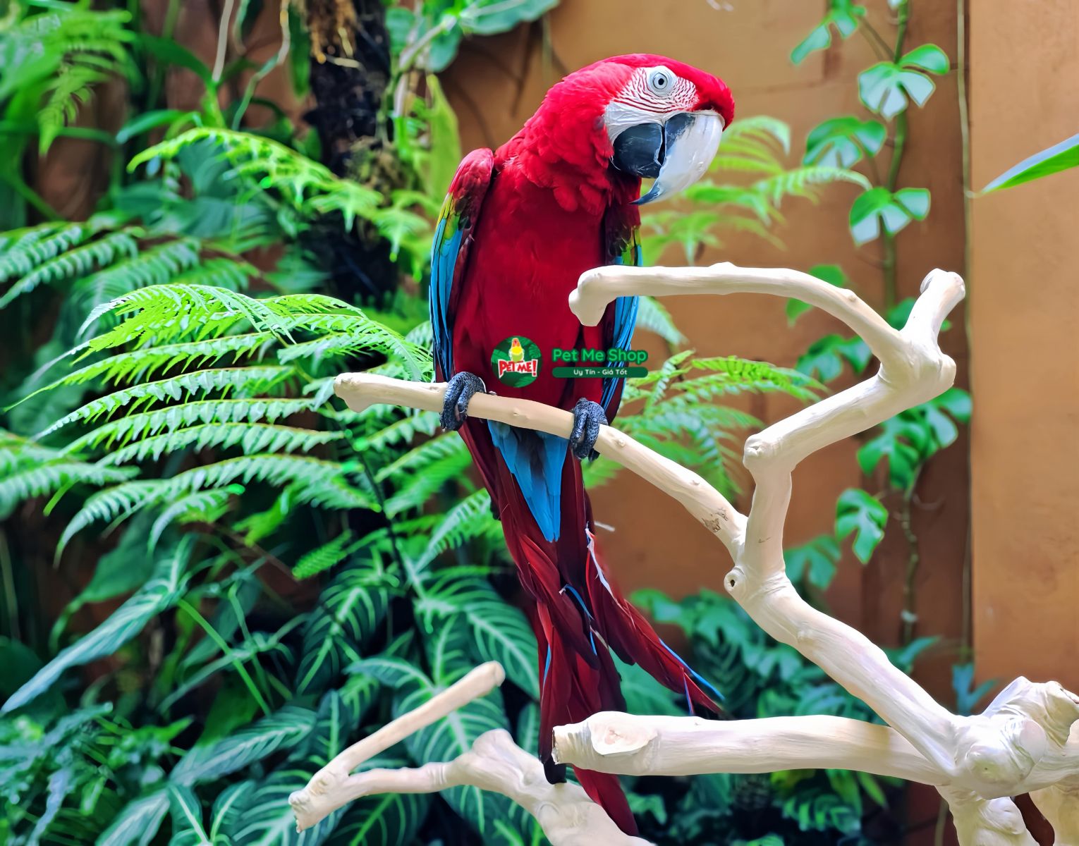 vẹt Green Winged Macaw