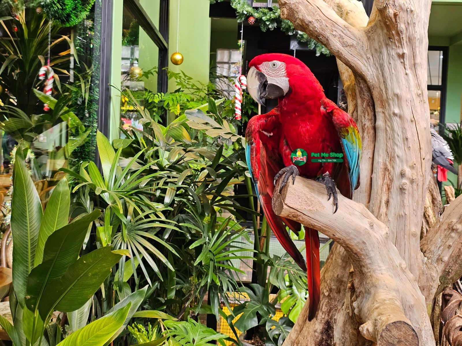Vẹt Nam Mỹ Green Winged Macaw