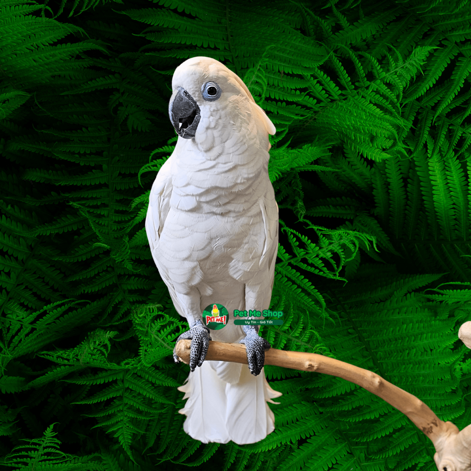 Vẹt Trắng Mắt Xanh Blue Eyed Cockatoo