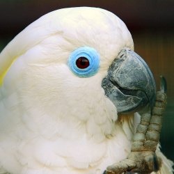 Vẹt Blue Eyed Cockatoo (Vẹt Mắt Xanh)