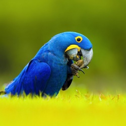 Vẹt Hyacinth Macaw