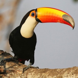Vẹt Toco Toucan