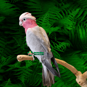 Giới Thiệu Về Vẹt Châu Úc Galah Cockatoo (Rose Breasted)